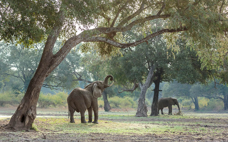 Wildlife image from photo safari with edward selfe safaris.