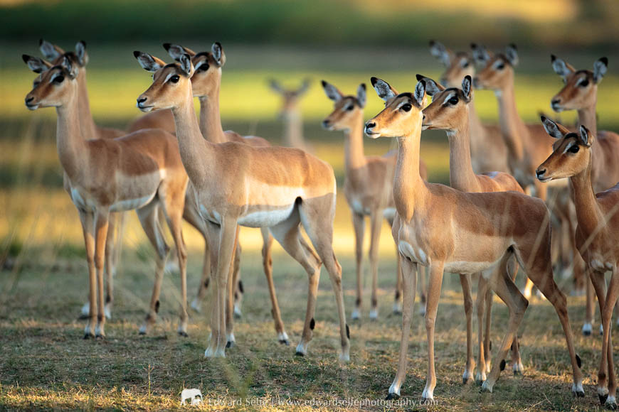 Beautiful golden light on impalas in South Luangwa National Park.