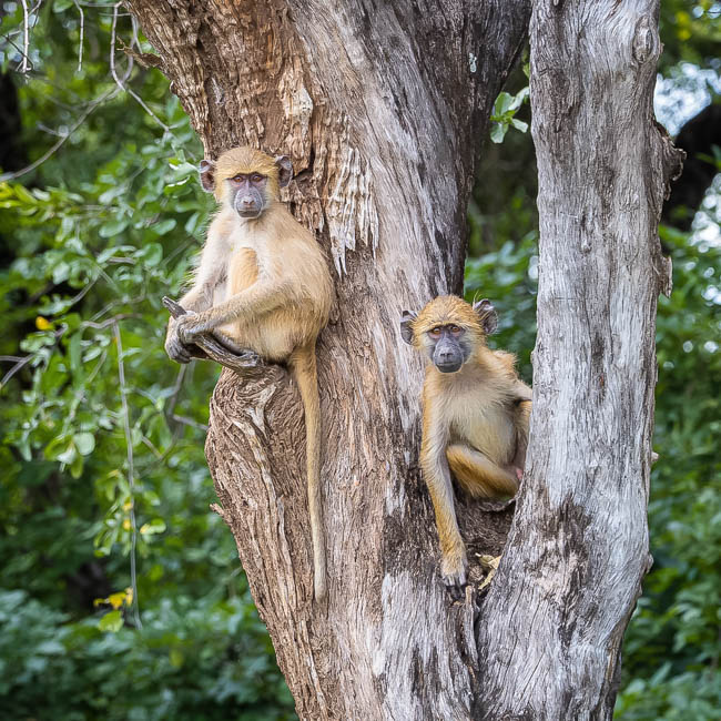 Wildlife image from South Luangwa by Mike White