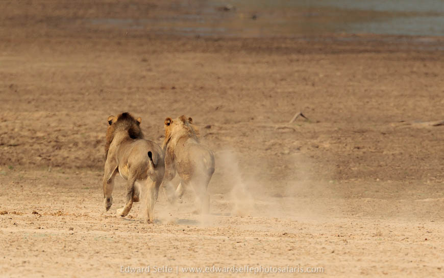 Wildlife image from photo safari with edward selfe in south luangwa national park.