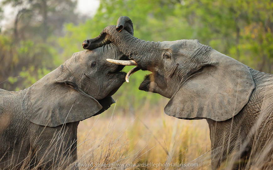 Wildlife image from a photo safari with edward selfe.