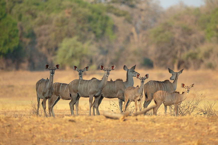 Wildlife image from photo safari with edward selfe in south luangwa national park.