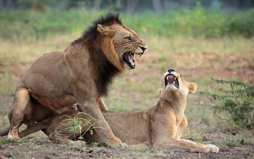 Wildlife image from photo safari with edward selfe.