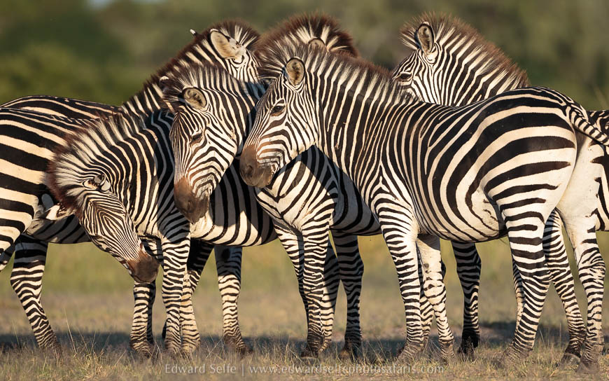Wildlife image on photo safari with edward selfe in south luangwa national park.
