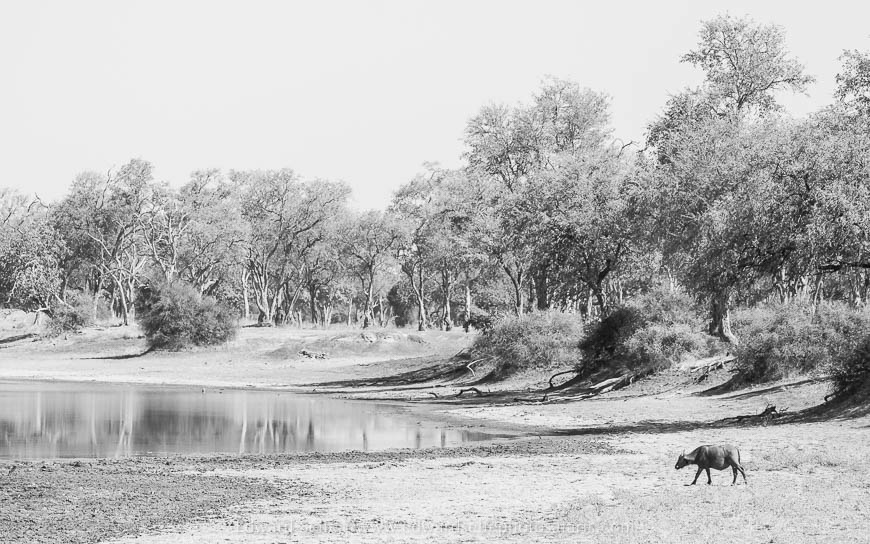 Wildlife image from photo safari with edward selfe in south luangwa national park.