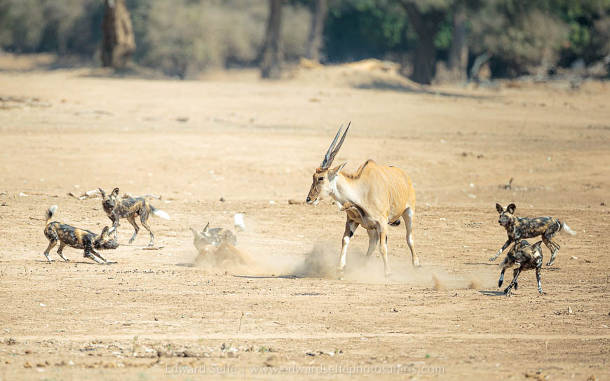 Wildlife image from photo safari with edward selfe safaris.