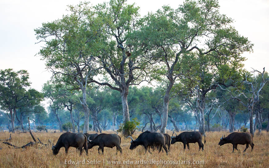 Wildlife image from photo safari with edward selfe.