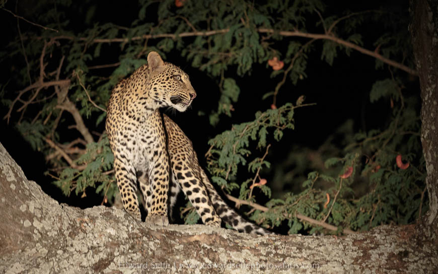 Leopard in tree on photo safari south luangwa national park.