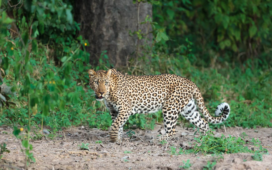 Wildlife image from photo safari with edward selfe.