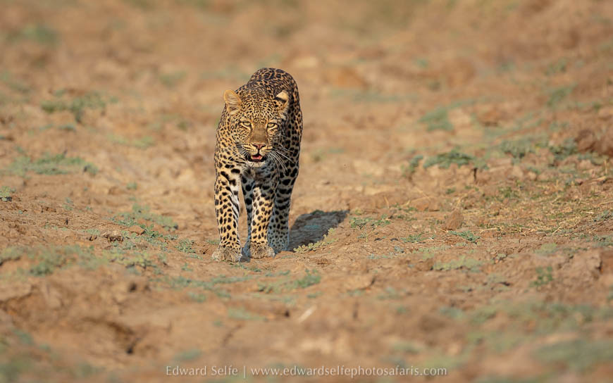 Leopard in gully on photo safari with edward selfe south luangwa national park.