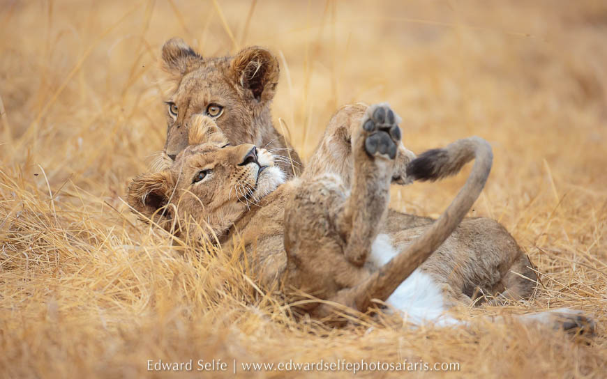 Wildlife image from photo safari with edward selfe.