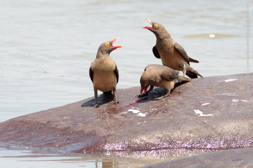 Oxpeckers accompany hippos everywhere during daylight hours.