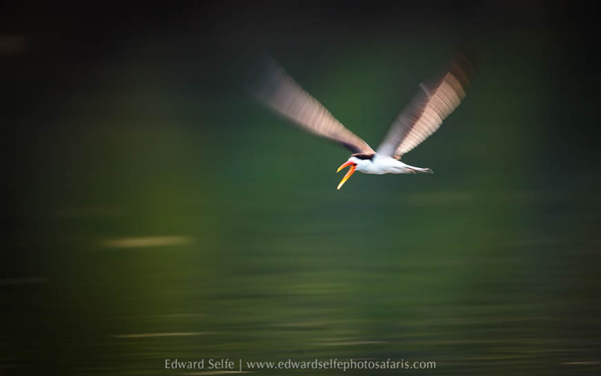 Wildlife image from a photo safari with edward selfe.