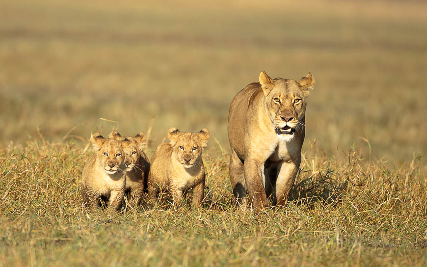 Images of wildlife from photo safari with edward selfe in zambia.