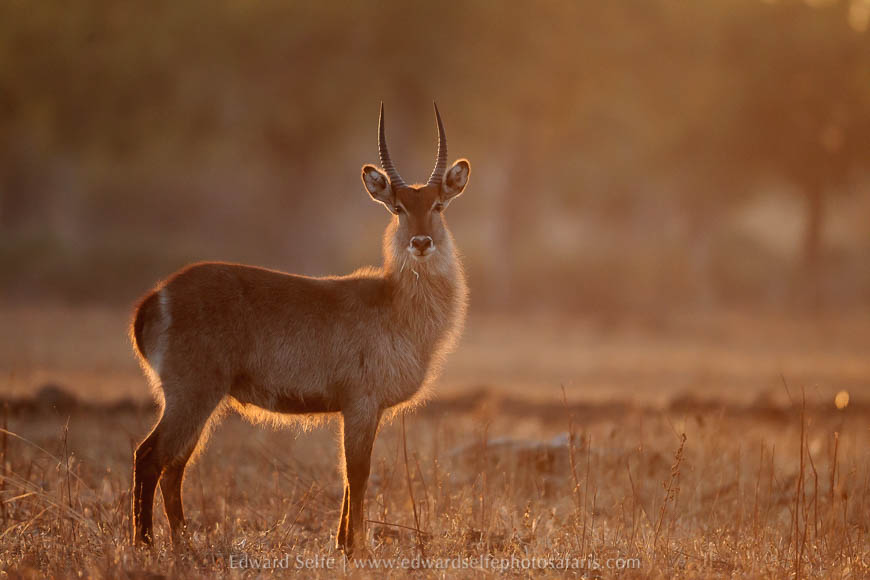 Wildlife image on photo safari with edward selfe in south luangwa national park.