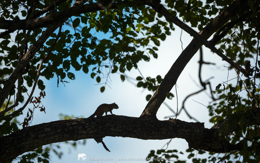 A squirrel silhouette on a photo safari with Edward Selfe in South Luangwa National Park