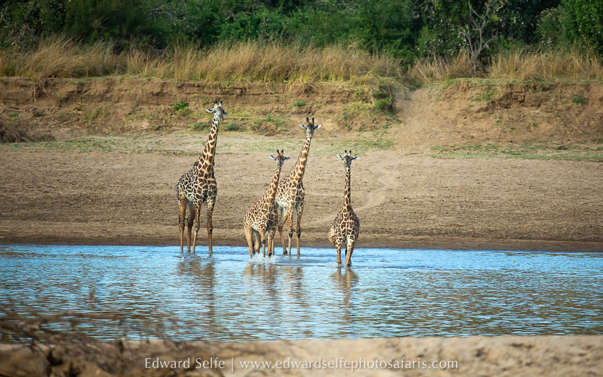 Wildlife image from photo safari with edward selfe.