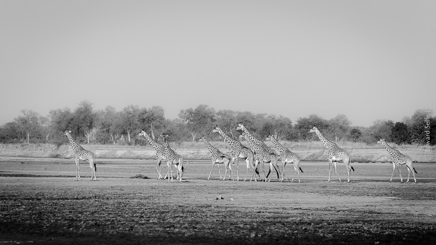 Giraffes return from drinking at the Luangwa River, forming a long line across the sandy beach.