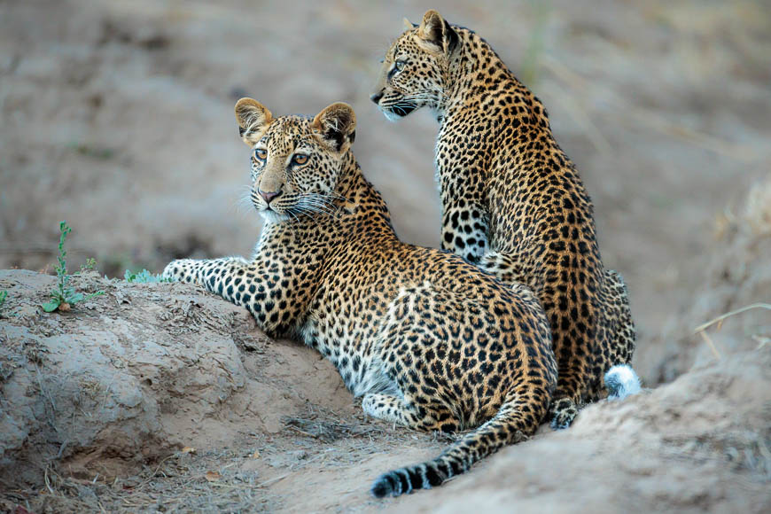 Images of wildlife from photo safari with edward selfe in the south luangwa np.