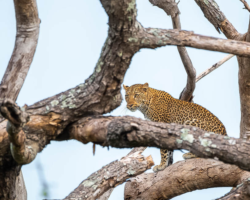 Wildlife image from South Luangwa by Mike White