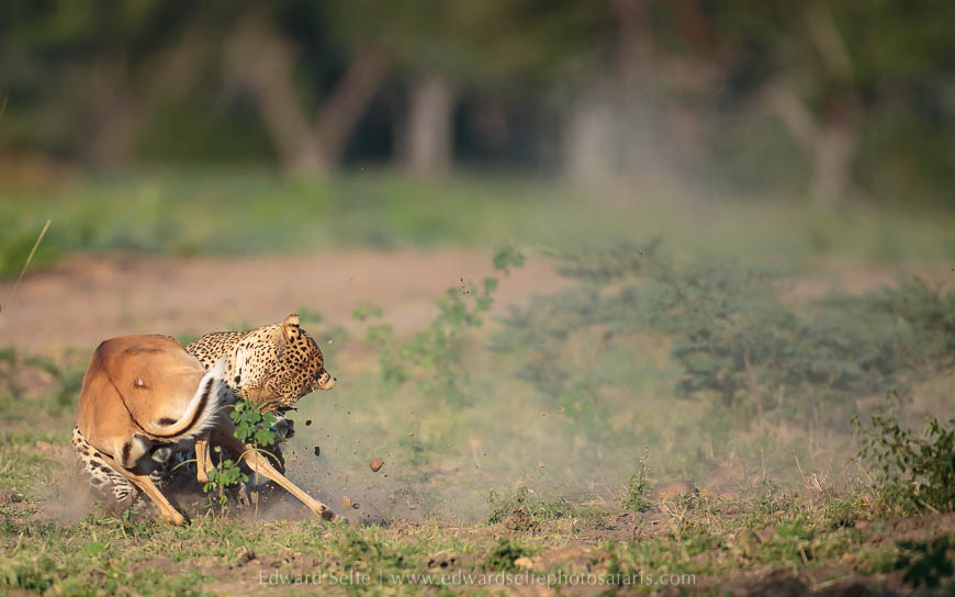 Wildlife image from photo safari with edward selfe.