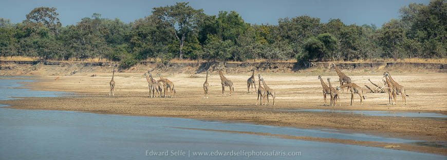 21 giraffes along the banks of luangwa river on photo safari with edward selfe in south national park.