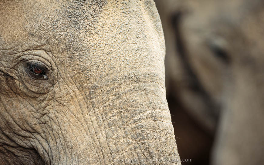 Wildlife image from photo safari with edward selfe in south luangwa national park.