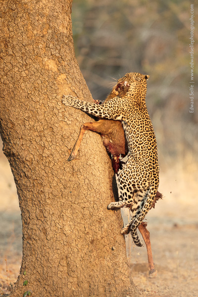 A leopard carries a puku carcass up a tree in South Luangwa.