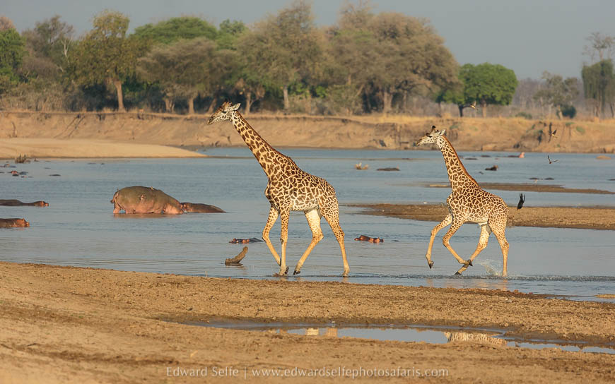 Wildlife image from photo safari with edward selfe in south luangwa national park.