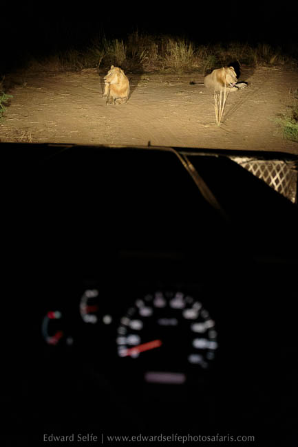 Wildlife image from photo safari with edward selfe in south luangwa national park.