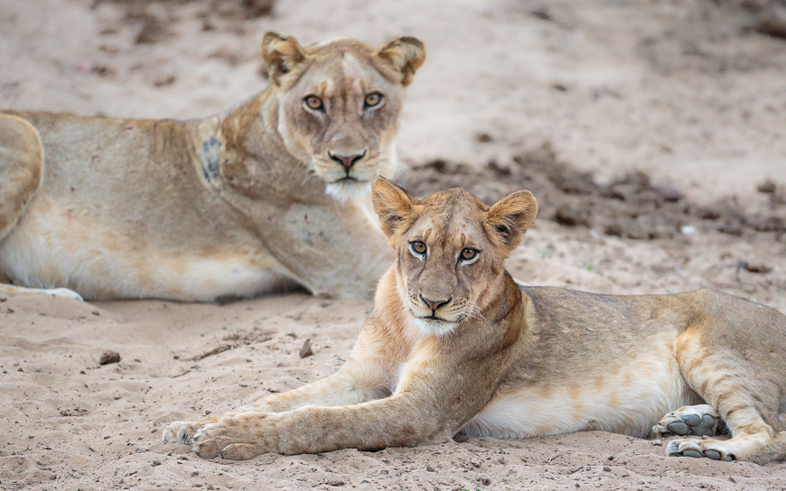 Two of a trio of lions resident in Luambe National Park.