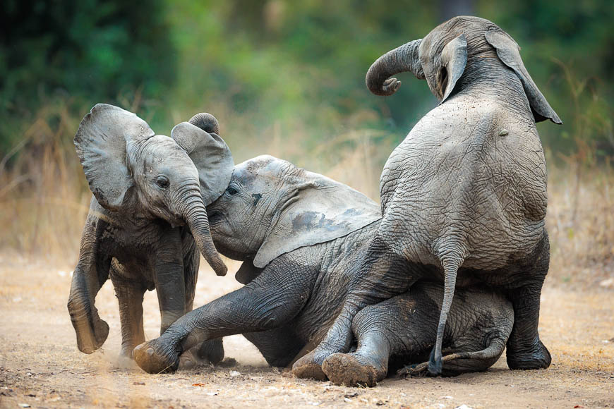 Images of wildlife from photo safari with edward selfe in the nsefu sector.