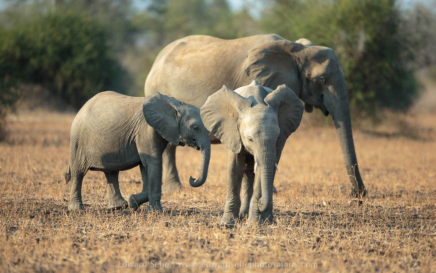 Wildlife image from photo safari with edward selfe in south luangwa national park.