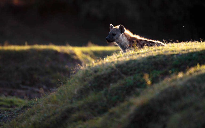 Images of wildlife from photo safari with edward selfe in south luangwa.