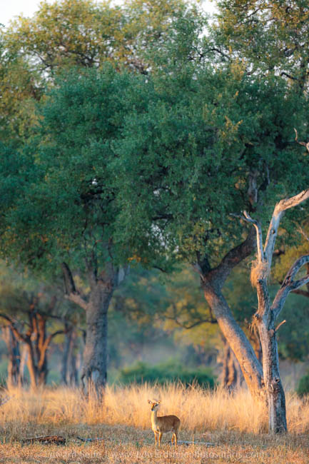 Wildlife image from photo safari with edward selfe in south luangwa national park.