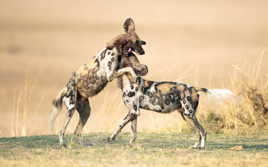 Wildlife image from photo safari with edward selfe in south luangwa national park.