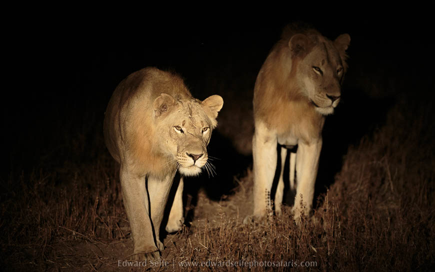 Wildlife image from photo safari with edward selfe in south luangwa national park.
