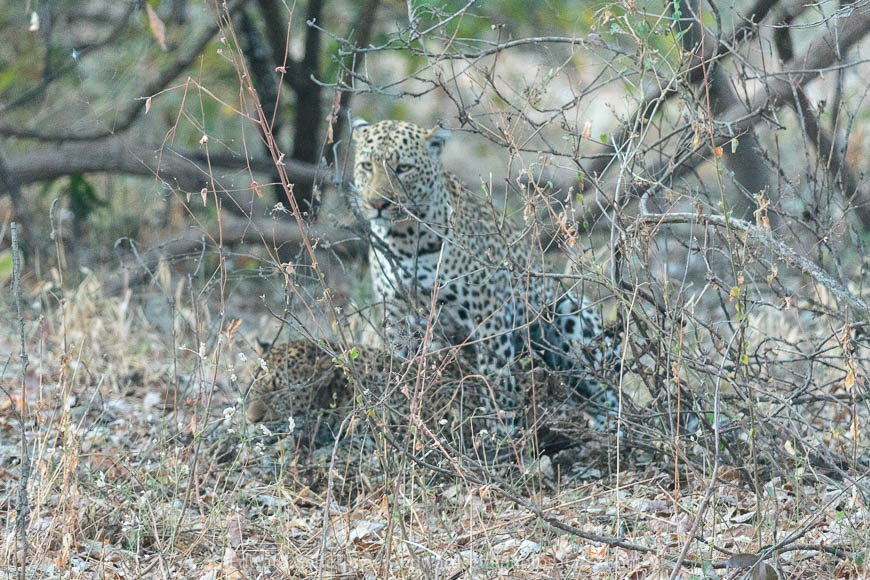 Leopards mate on photo safari with edward selfe in south luangwa national park.