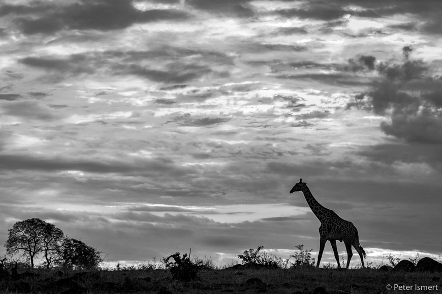 A silhouetted giraffe in South Luangwa National Park.