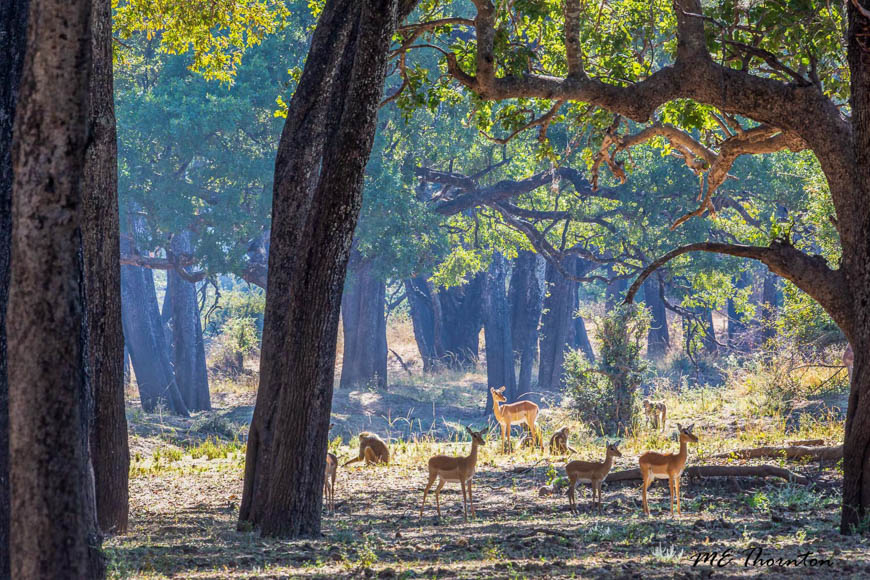 Wildlife image by michael thornton from photo safari in south luangwa with edward selfe.