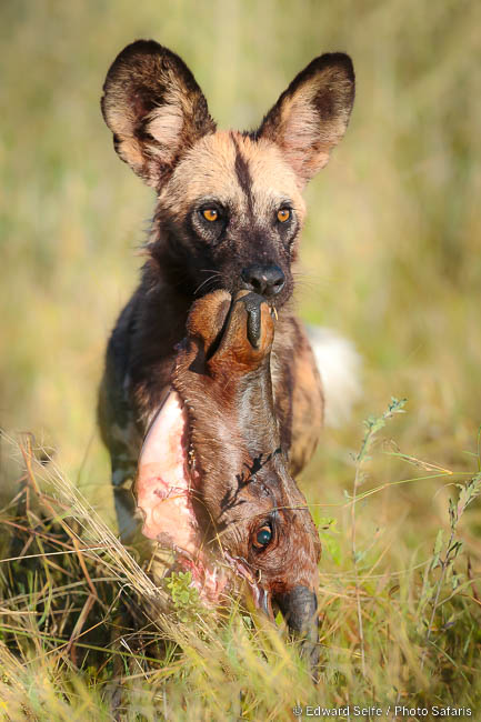 Wildlife image by edward selfe from photo safari in southern africa.