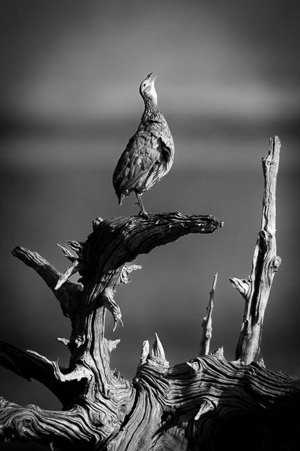 Images of wildlife from photo safari with edward selfe in the nsefu sector.