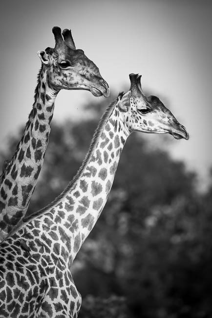 Images of wildlife from photo safari with edward selfe in the nsefu sector.