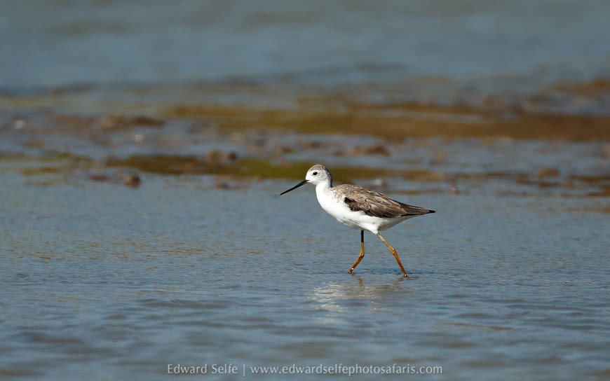 Wildlife image from a photo safari with edward selfe.