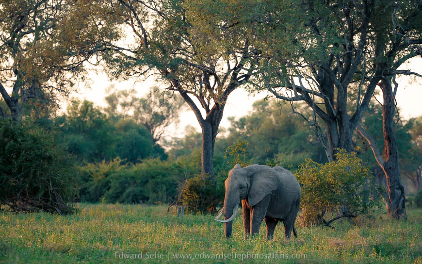 Wildlife image from photo safari with edward selfe.