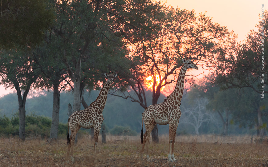 Just outside Zikomo Safari camp, we found these gorgeous giraffes against the rising sun.