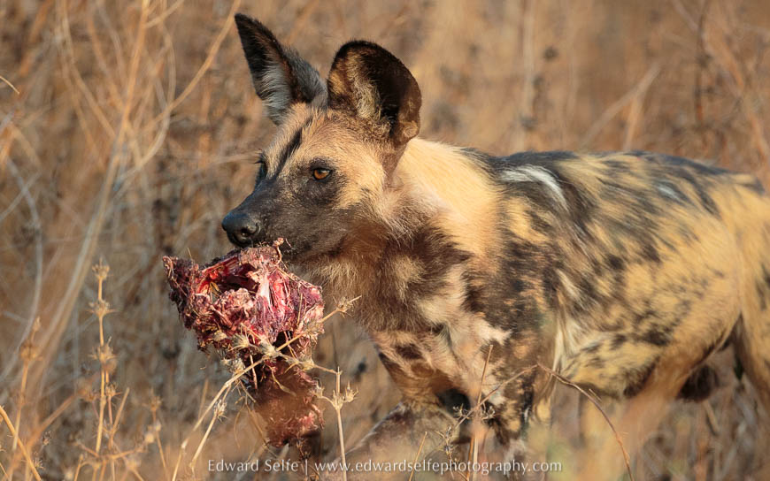 Wild dogs feeding on a freshly killed impala photo safari in south luangwa national park.