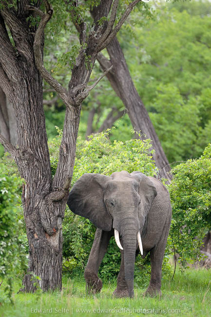 Wildlife image from photo safari with edward selfe in south luangwa national park.