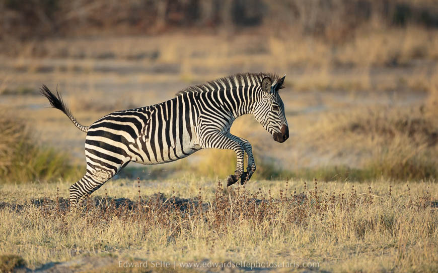 Zebra on the run photo safari with edward selfe in south luangwa national park.
