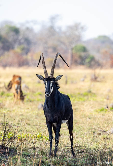 Wildlife image by don magin from a photo safari in zambia and zimbabwe with edward selfe.